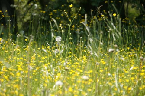 Find Out How to Combat Spring Sinuses