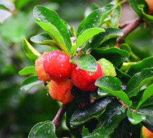 6 Powerful Health Benefits of Acerola Cherry
