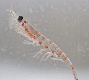 Optimize Your Health With Omega 3s From Antarctic Krill