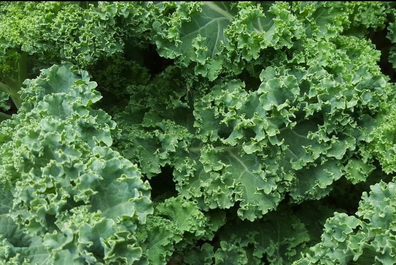 9 Science-Backed Benefits of Kale & The Secret to Loving It