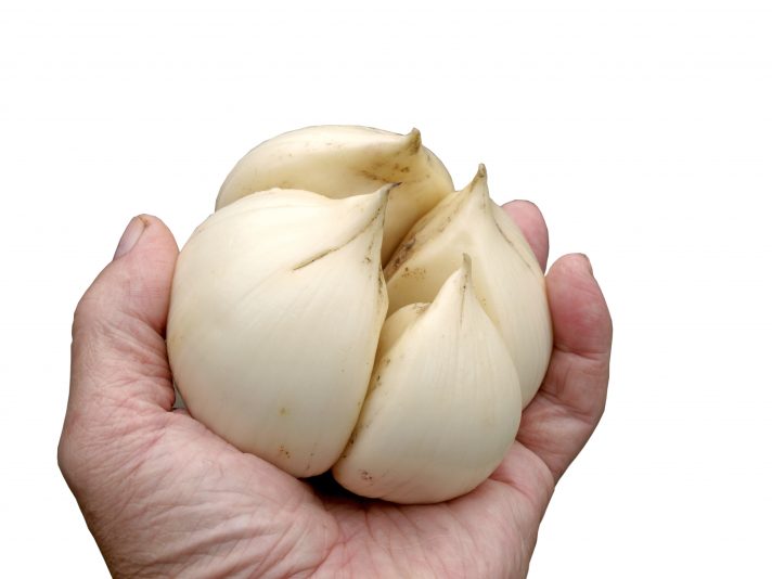 All About Elephant Garlic & How To Make a Wellness Paste
