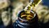 Is Hemp Oil Safe, Effective, and Healthy? Read this First