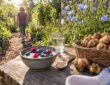 Garden table with yogurt, berries and Jerusalem artichokes, a food-first idea for fiber for knee arthritis pain